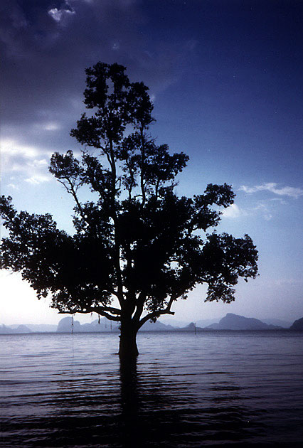 Thai Tree